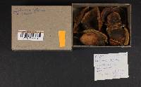 Phellinus gilvus image