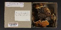 Onnia tomentosa image