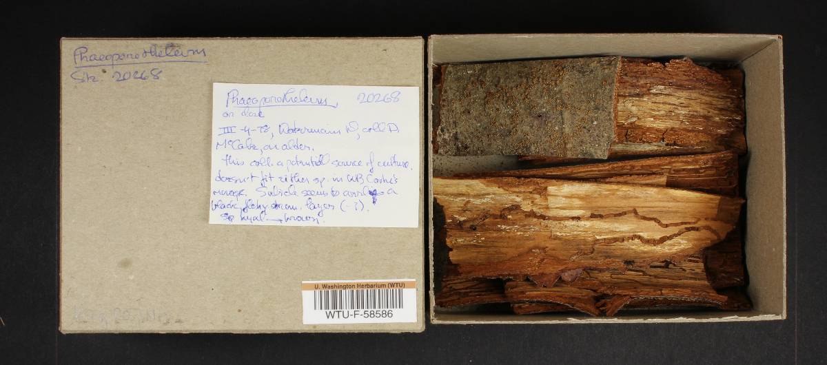 Phaeoporotheleum image