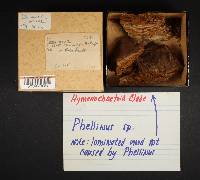 Phellinus weirii image