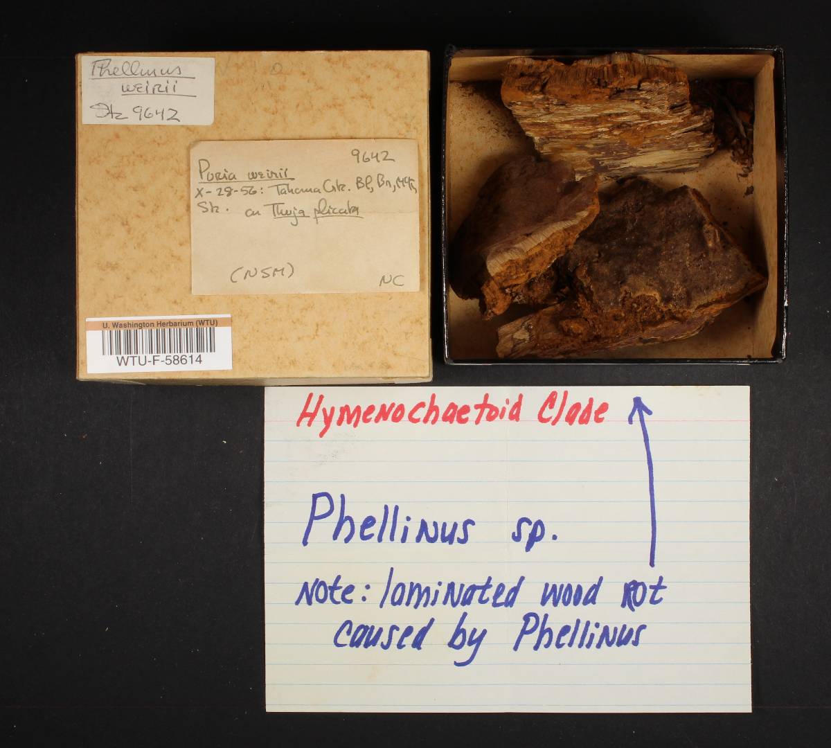 Phellinus weirii image