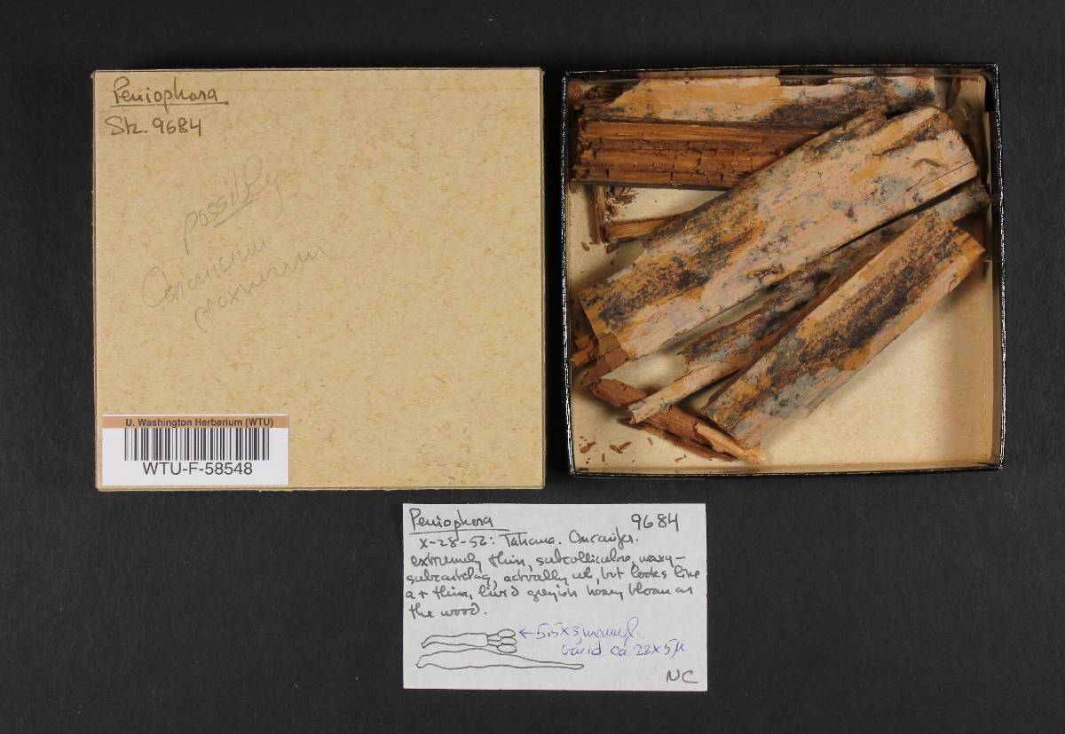 Coronicium proximum image
