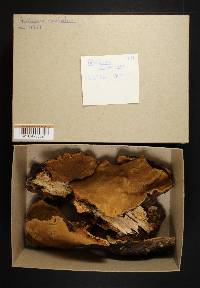 Phellinus conchatus image