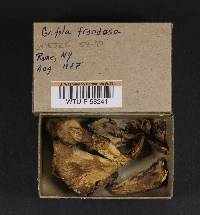 Grifola frondosa image