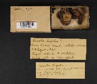 Geastrum triplex image