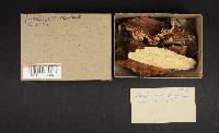 Trichaptum abietinum image