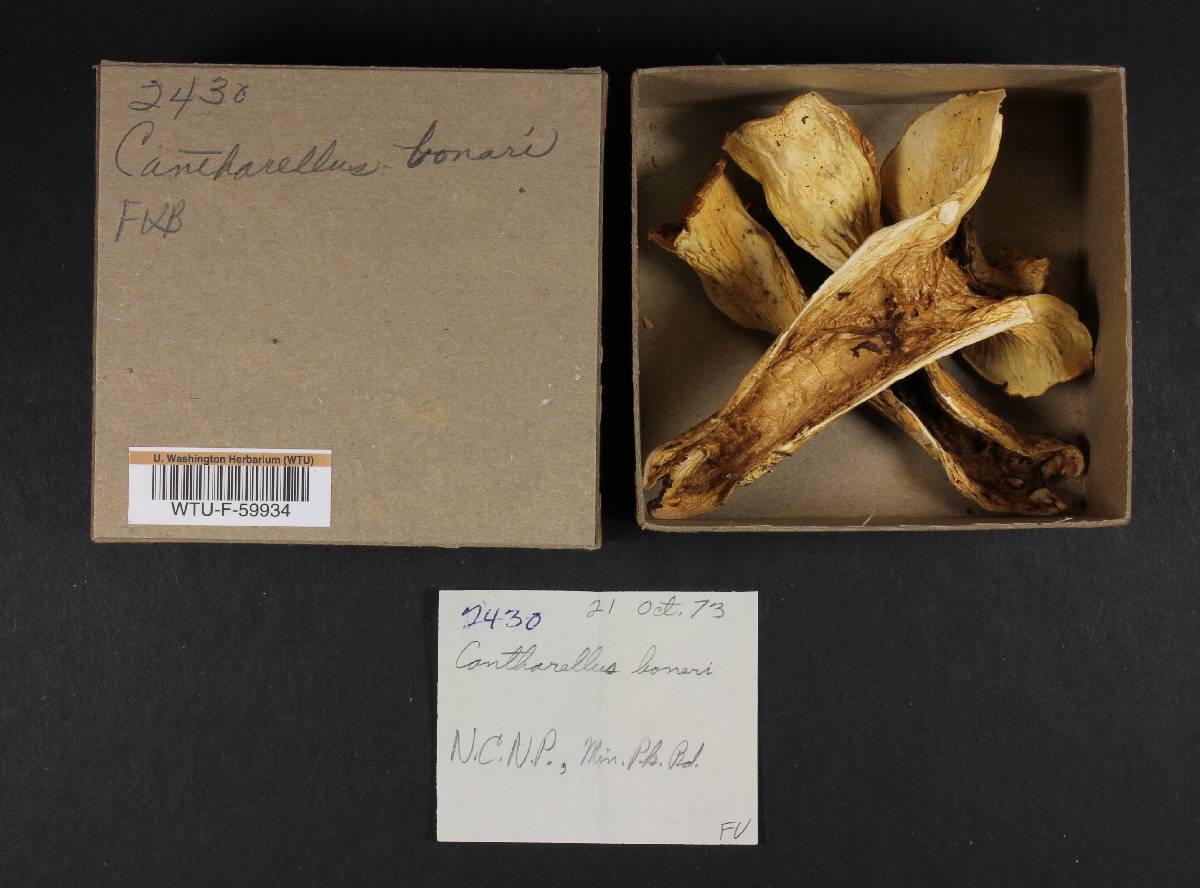 Cantharellus bonarii image