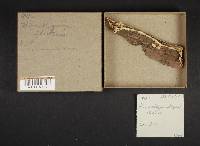 Trichaptum abietinum image