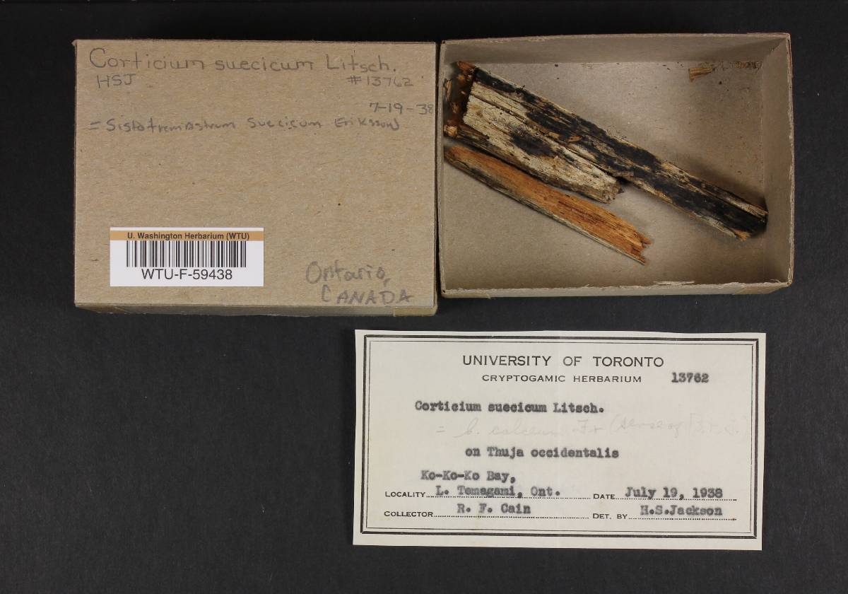 Sistotremastrum suecicum image