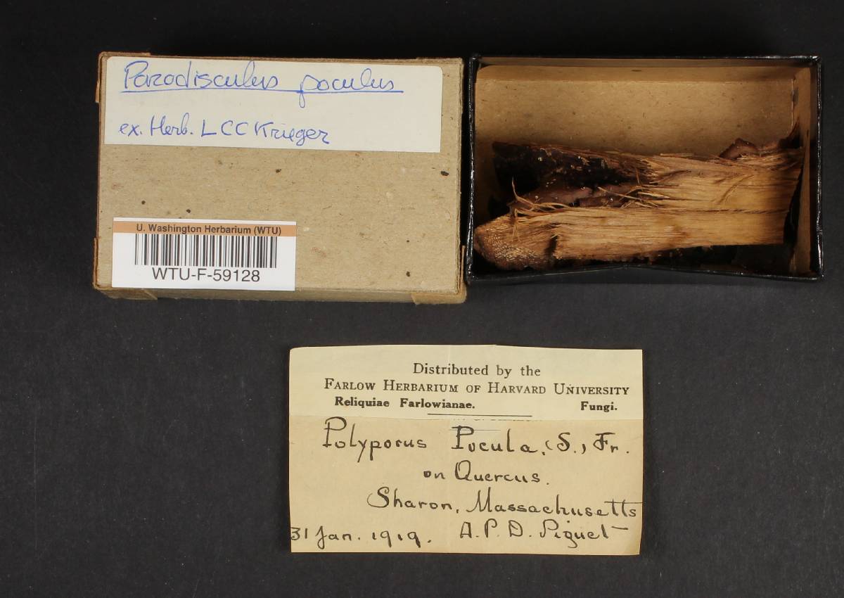 Polyporus pocula image