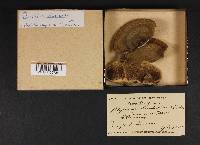 Trametes hirsuta image