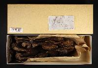 Podaxis pistillaris image