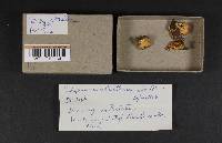 Tyromyces chioneus image