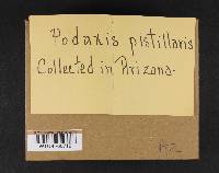 Podaxis pistillaris image