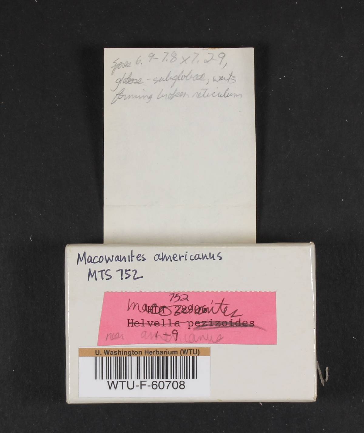 Macowanites americanus image