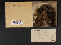 Geastrum triplex image