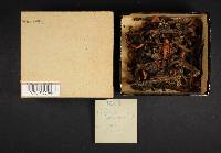 Gymnopus acervatus image
