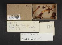 Spathularia flavida image