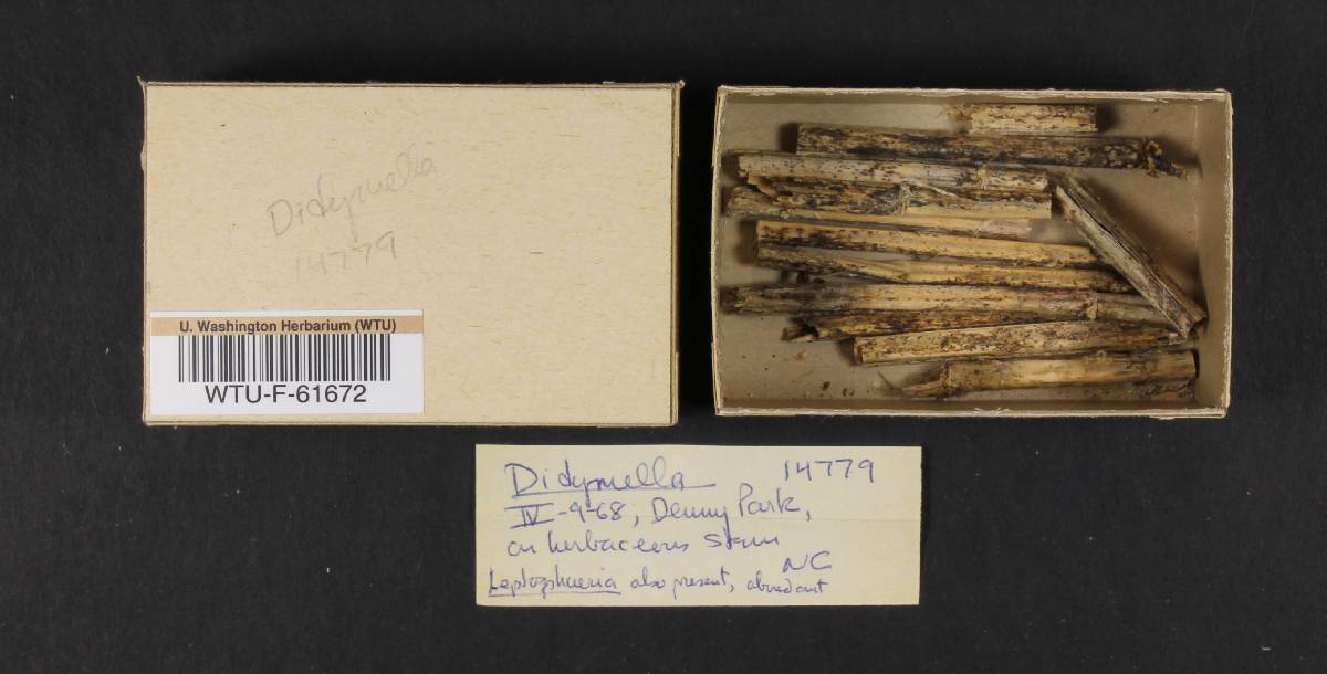 Didymella image