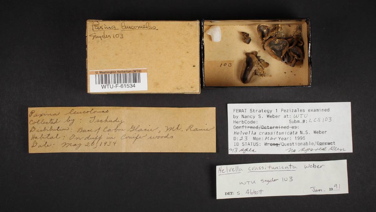 Helvella crassitunicata image