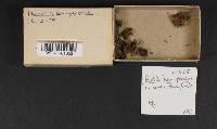 Humaria hemisphaerica image