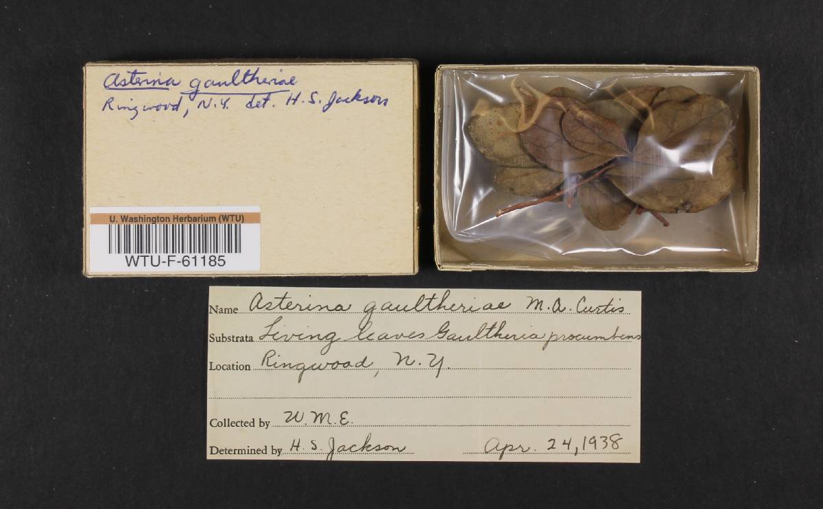 Asterina gaultheriae image