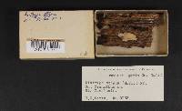 Diatrype stigma image