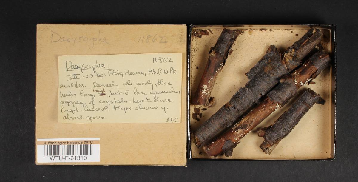 Dasyscyphus image