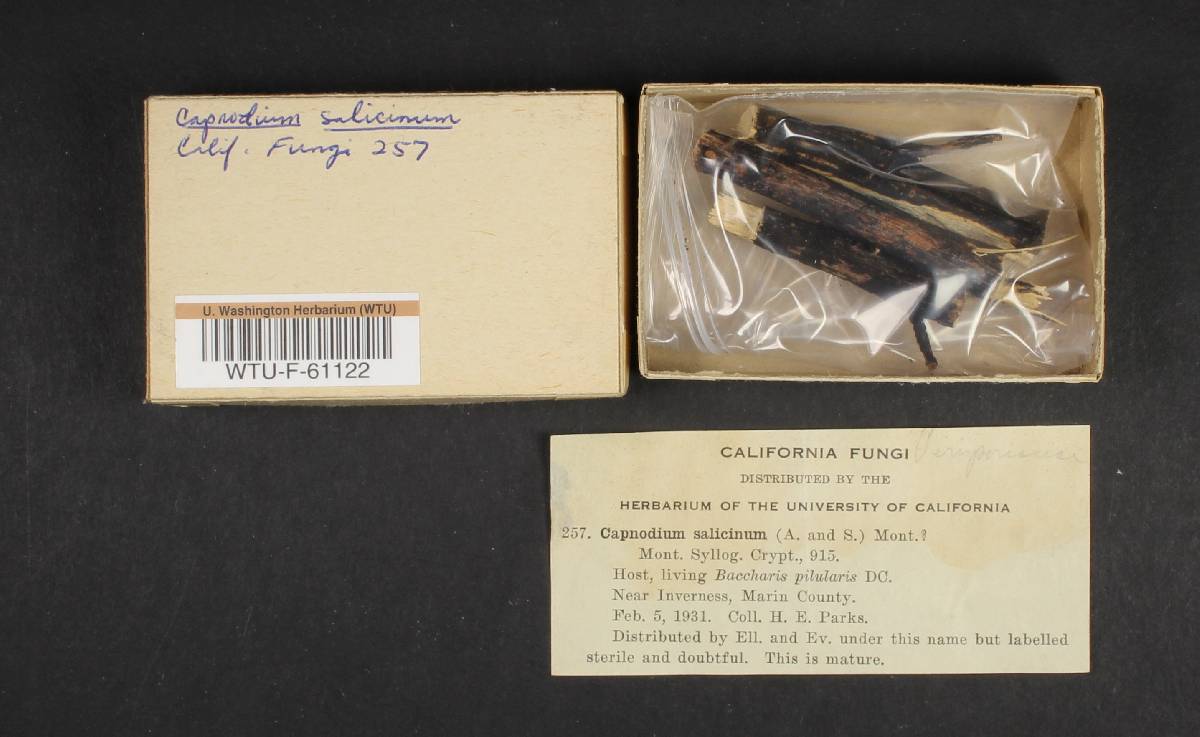 Capnodium citri image