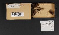 Humaria hemisphaerica image