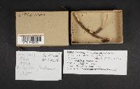 Pithya vulgaris image