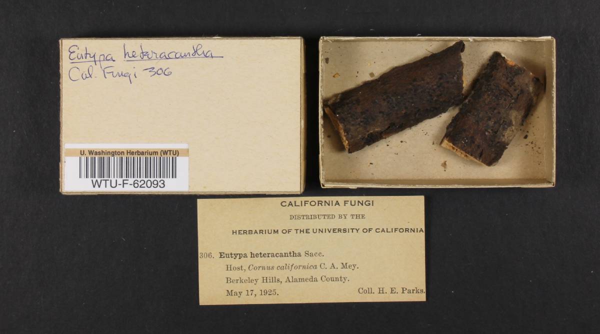 Peroneutypa scoparia image