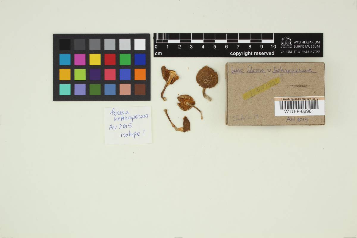 Inocybe lacera var. heterosperma image