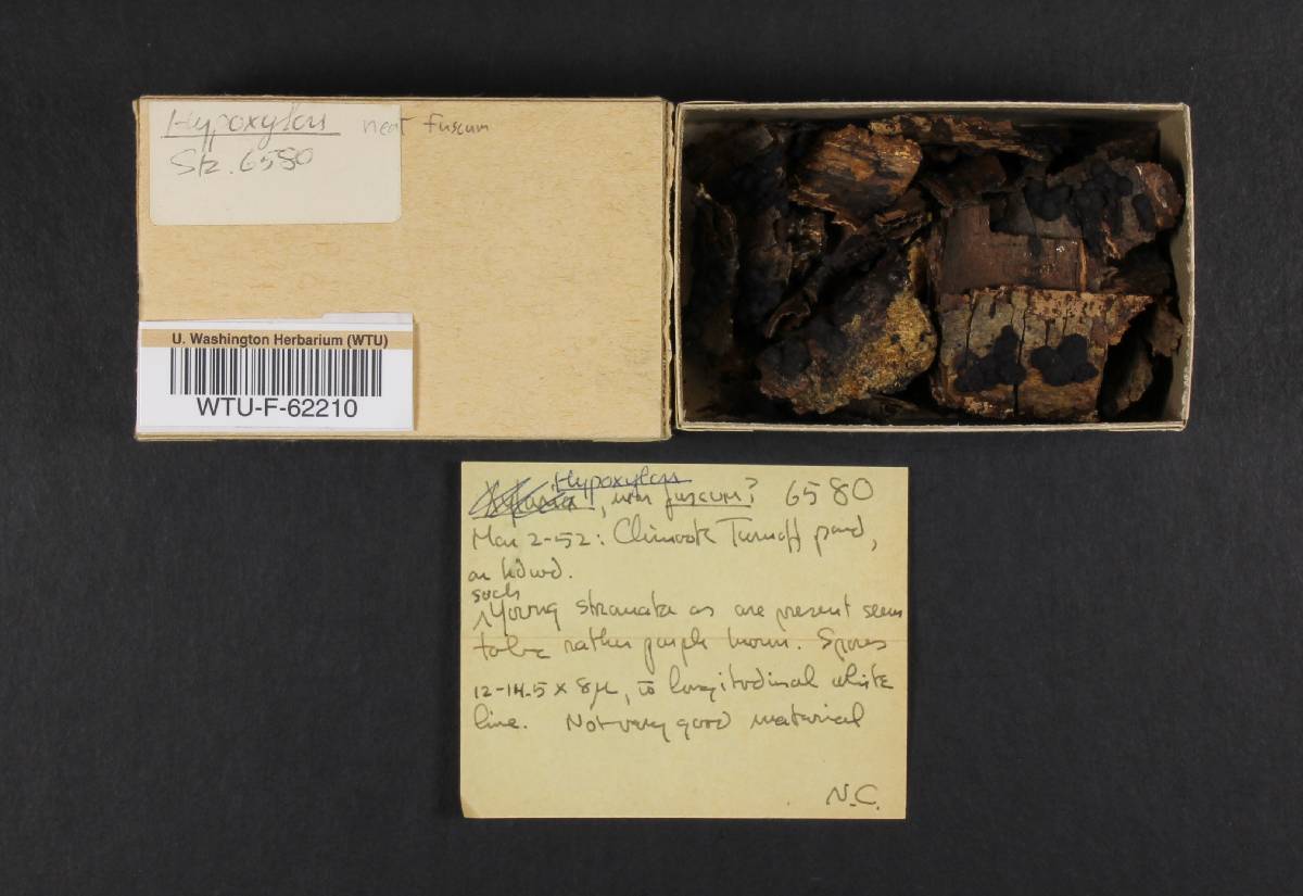 Hypoxylon fuscum image
