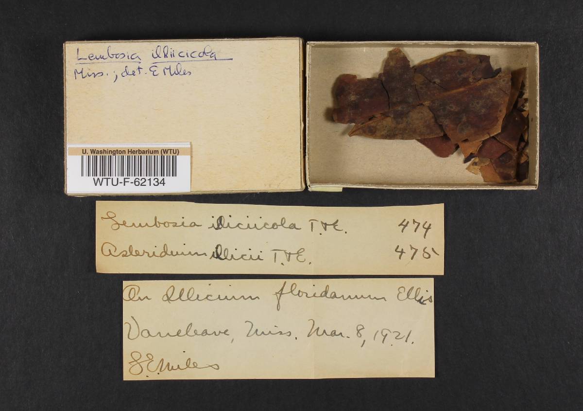 Asteridium illicii image