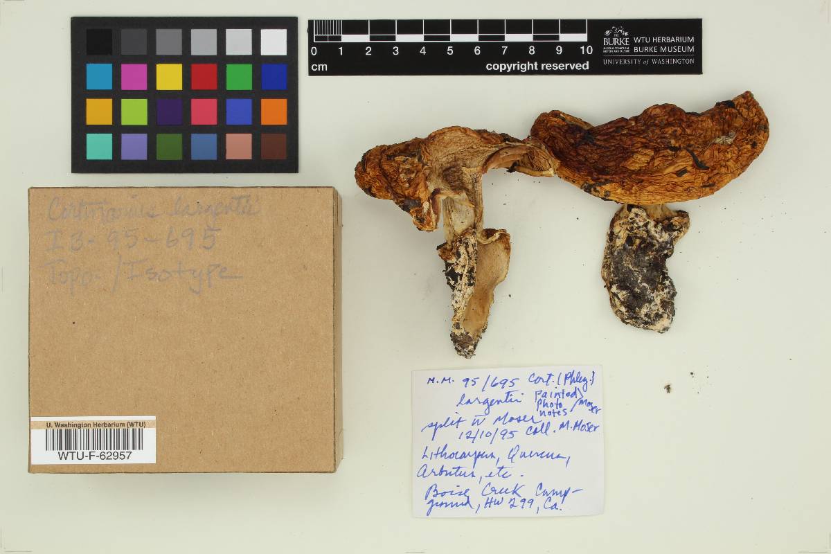 Cortinarius largentii image