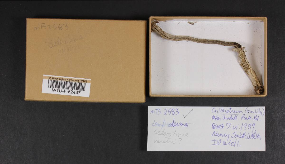 Sclerotinia veratri image