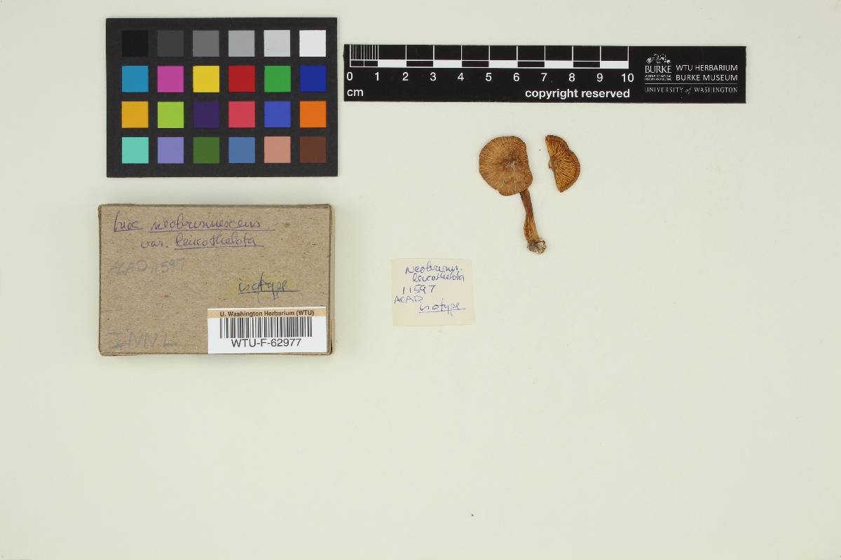 Inocybe neobrunnescens image