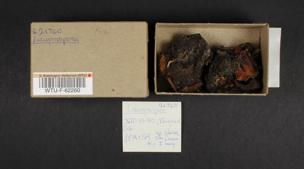 Lamprospora image
