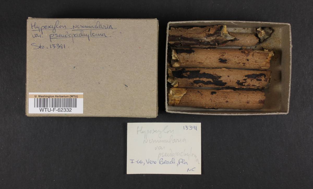 Biscogniauxia capnodes var. capnodes image