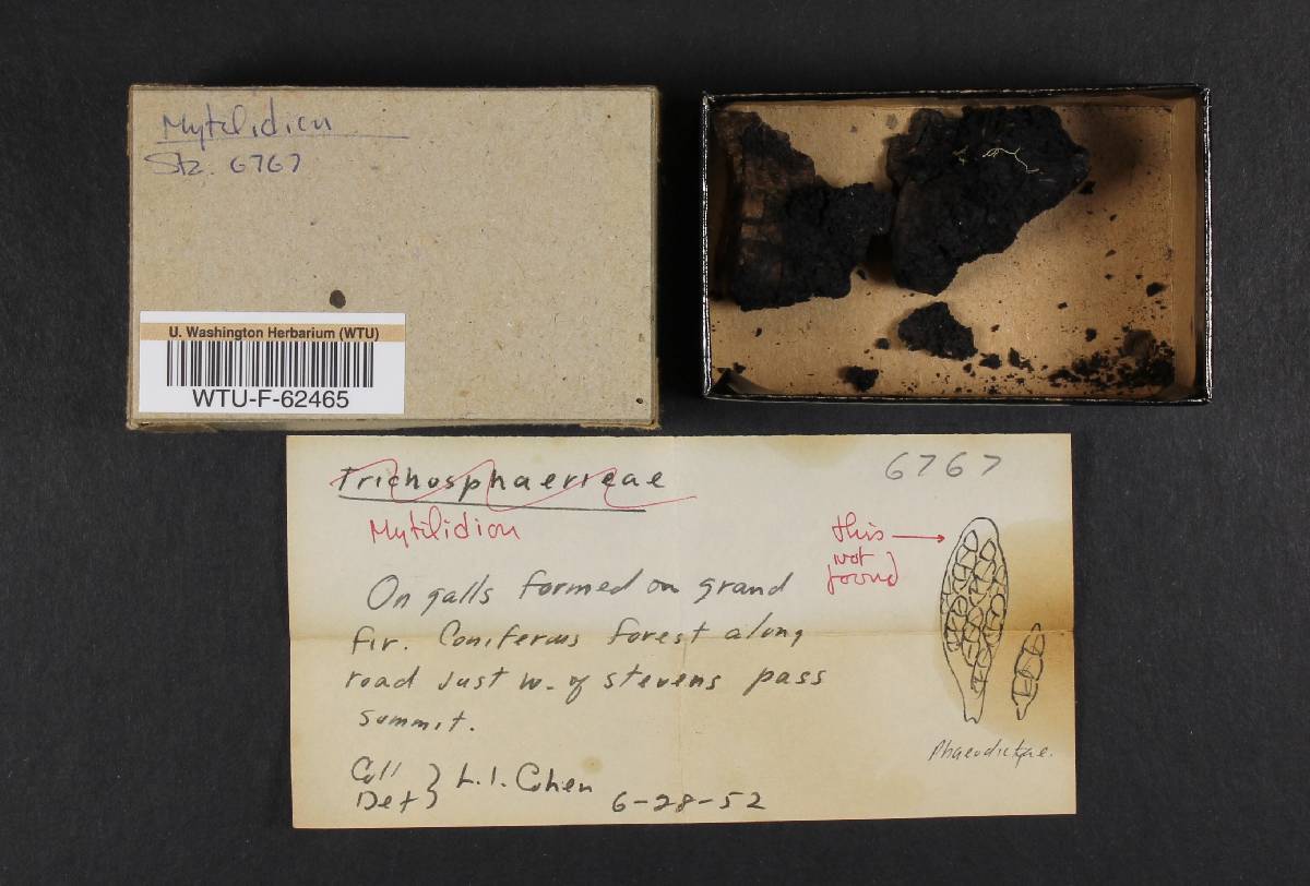 Mytilidion image