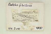Boletus fibrillosus image