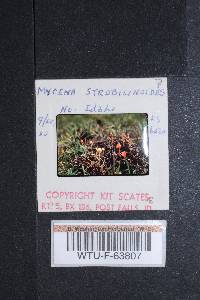Mycena strobilinoidea image