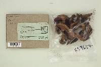 Suillus lakei image