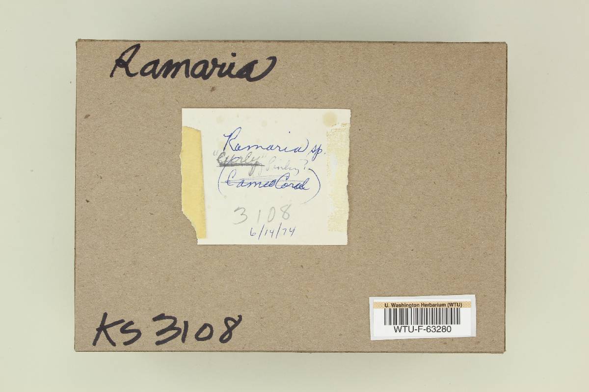 Ramaria secunda image