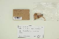 Hygrocybe miniata image