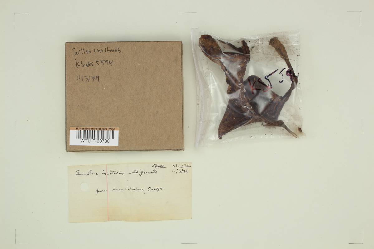 Suillus imitatus image