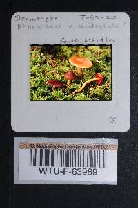 Cortinarius smithii image