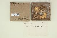 Ramaria araiospora image