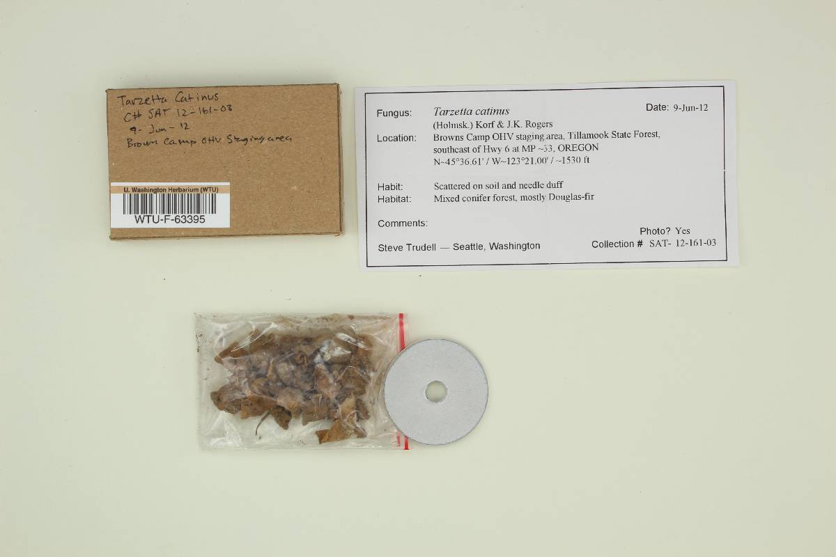 Tarzetta catinus image